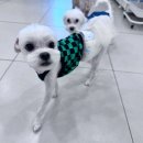 부산애견호텔 강아지유치원 맘바이 사하구점 이미지