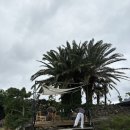 금성 담쟁이 이미지