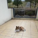 천일목장 이미지