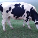 우리가축 인공수정 이미지