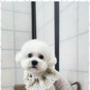 예쁘개 반려견미용샵 이미지