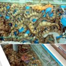 금바다횟집 - 남구 삼산로308번길 5-11 | 금바다횟집