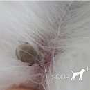 24시 대전동물의료센터 이미지