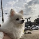 행복만줄개 | 고양시 덕양구 애견카페 운동장 &#39;행복하게해줄개&#39; 후기