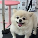 ✂️ 3살 공주님 루비의 화사한 변신! 포메라니안 전체 가위컷 후기 💖