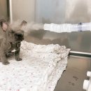 베스트 프렌즈 동물병원 이미지