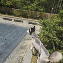 개미용중 네이버블로그