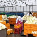 괴산마트영농조합법인 이미지