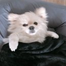 견생개꿀 이미지
