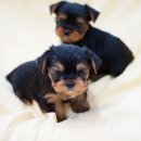 쫄랑쫄랑 이미지