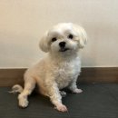 단짝 펫살롱 이미지