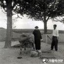 유룡농장 Daum카페
