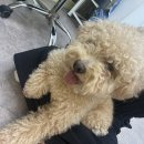 화사하개 이미지