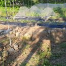 뽑고뽑기 이미지