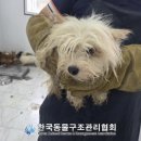 행복한 우리아이 동물병원 | [유기견 입양 후기] 동구협(동물구조관리협회) 실제 입양 절차 및 1일차 기록