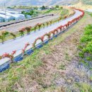 장미꽃길 2 이미지