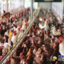 구구축산 이미지