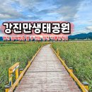 신성리 갈대받 진입도로 | 전남 여행지 추천 강진 가볼만한곳 강진만 생태공원 갈대밭