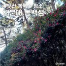 우1동-8 | 부산 동백꽃 명소 해운대 동백섬 실시간 개화상황 주차장 주말 방문 후기