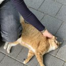 초록소리