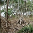 팜 (palm) 이미지