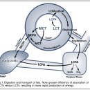 Re:Medium Chain Triglycerides(MCT 오일) -- 보충제 이미지