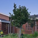 춘천인닭갈비 이미지