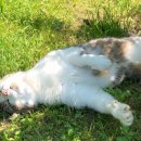 맛깔참죽 이미지