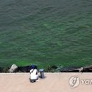 대통령공원 진돗개 이미지