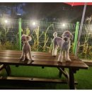 대박놀개 이미지