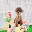 SM펫살롱 이미지