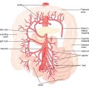 위장관의 혈관공급의 해부 이미지