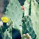 black pear 이미지