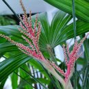 관음죽(종죽 근두죽 broadleaf lady palm)*꽃 이미지