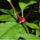 재실천 | 본초학의 역사 - 대칭치료