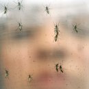 경보사슴 이미지