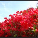 섬진강변 철쭉길 이미지