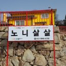 노니살살