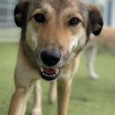 숙희네 개집 이미지