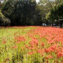 선운사꽃무릇 이미지