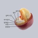 커피체리 이미지