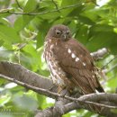 080 솔부엉이 Brown Hawk Owl [ 천연기념물 324-3호 ] 302 이미지