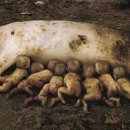 암돼지한마리 이미지