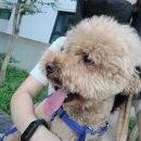 오늘DOG예쁨 이미지