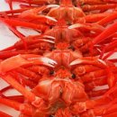 뚱보수산 이미지