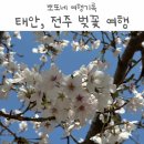 덕진-97 | 26개월 아기랑 벚꽃 보러 떠난 충남 태안, 전북 부안, 전주 여행 기록