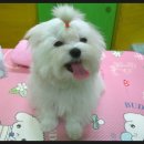벨라펫살롱 이미지