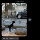 편한미용 | 쌍용동애견미용 허그멍 다녀온 후기 (마리 미용하고 완전 깔끔해짐)