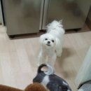 아름바오