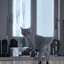 캣살롱코코 이미지